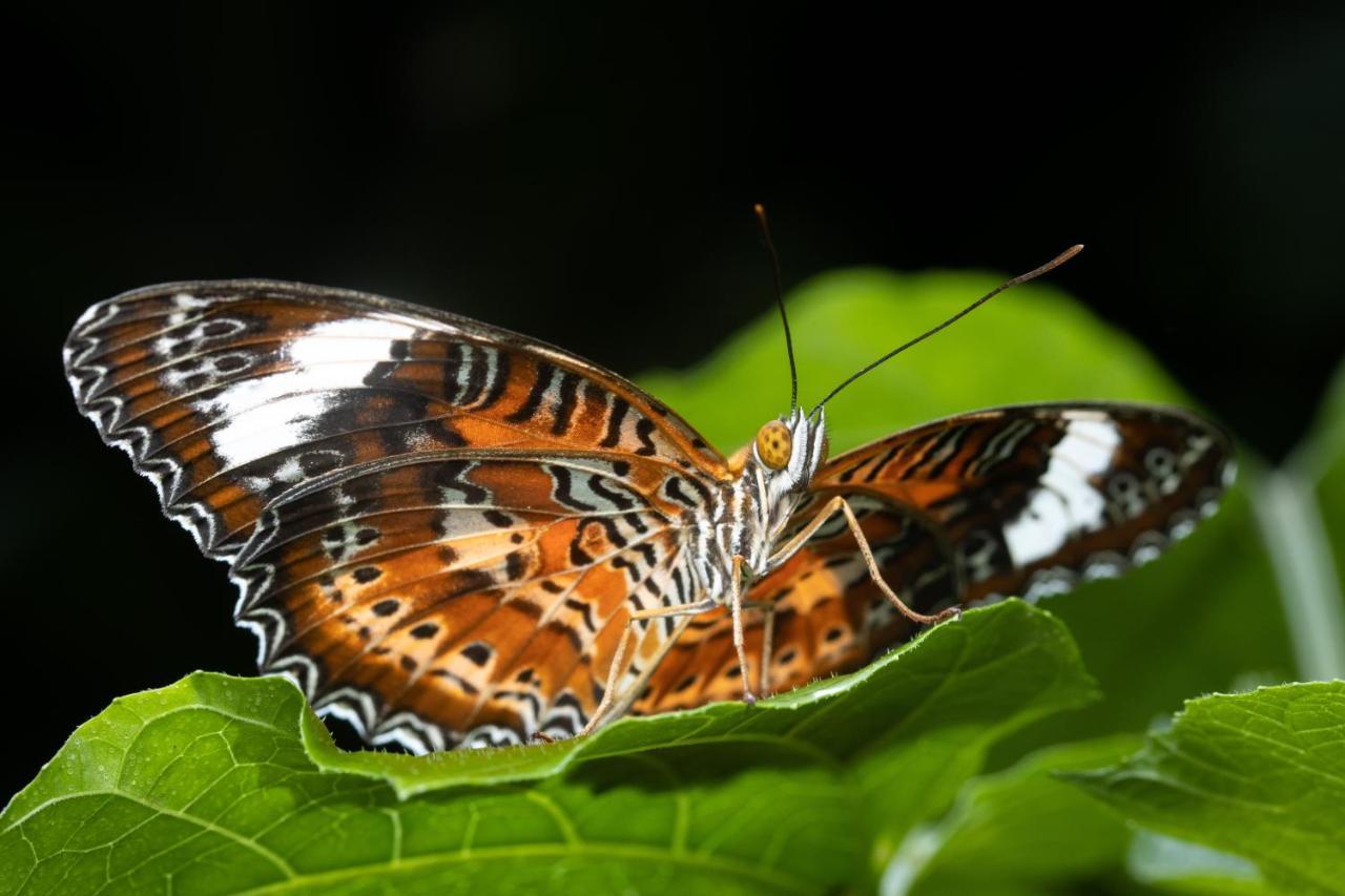 Hotel Batchelor Butterfly Farm Exterior foto