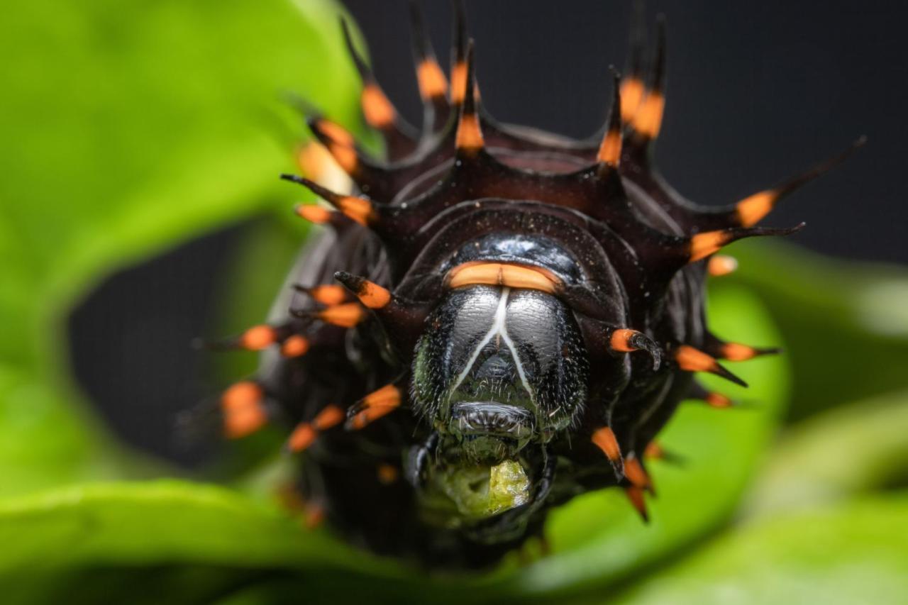 Hotel Batchelor Butterfly Farm Exterior foto