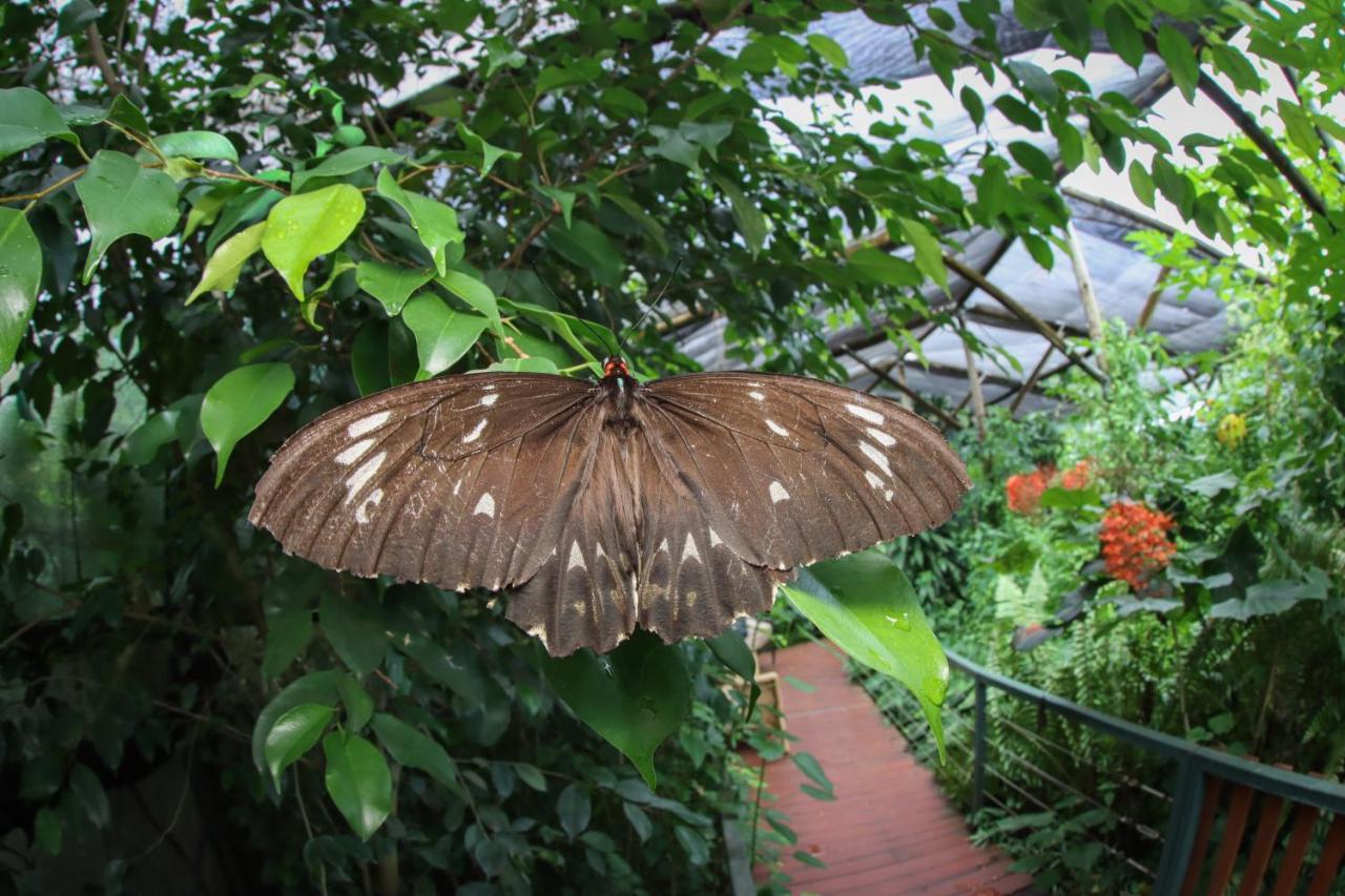 Hotel Batchelor Butterfly Farm Exterior foto